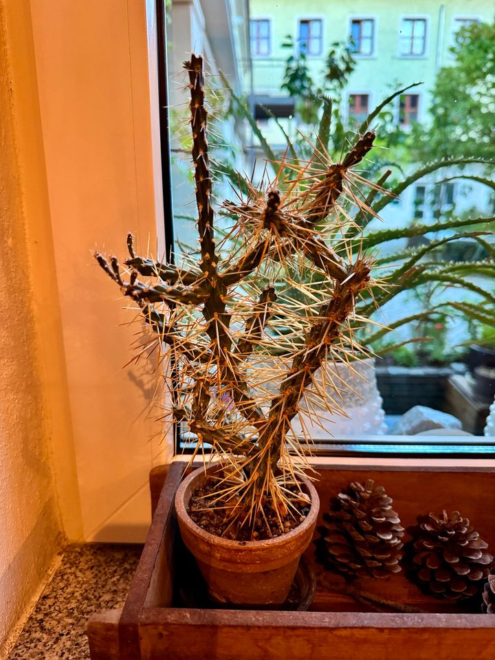Kaktus Zimmerpflanze in Dresden