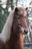 Islandpferd Stute Pony Freizeitpferd Isländer Herzogtum Lauenburg - Labenz Vorschau