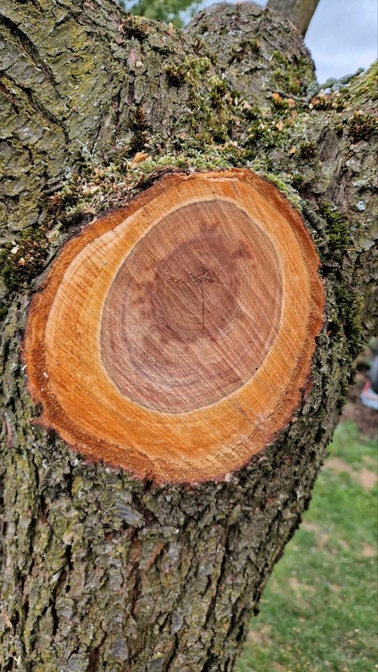 Zwetschgenbaum Zwetschgenholz zum weiterverarbeiten in Ellefeld