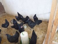 Australorps Hühner Rassehühner Bayern - Pleß Vorschau