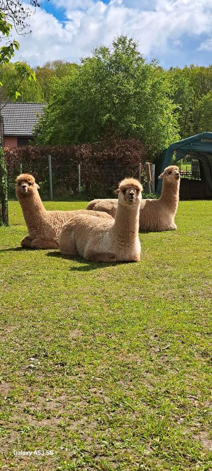 Yoga zwischen den Alpakas, Alpaka Yoga in Brüggen