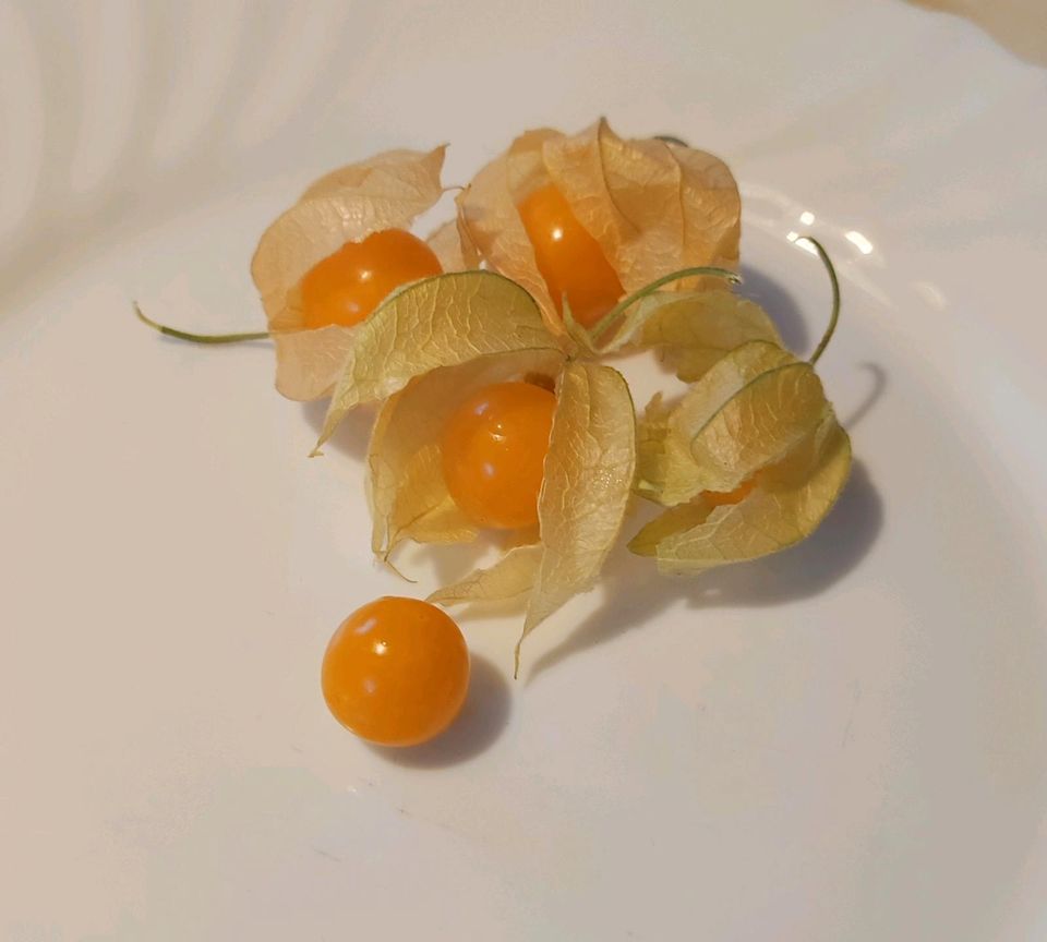 30 Samen Kapstachelbeere Physalis in Dürrhennersdorf