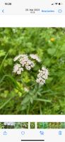 Baldrian - heimische Wildpflanze Insektenmagnet Heilpflanze Berlin - Charlottenburg Vorschau