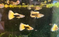 Guppy Hochzucht Triangel Halbschwarz Gelb Sachsen - Neundorf  Vorschau