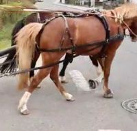 Pony Zweispänner Geschirr von Arden Nordrhein-Westfalen - Königswinter Vorschau