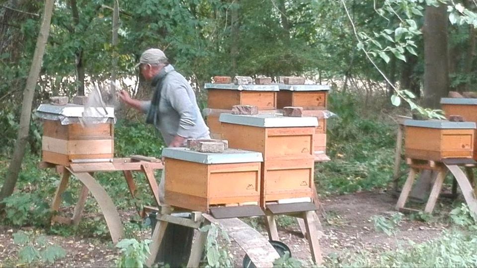 Carnica Bienen Bienenvölker Wirtschaftsvolk Zandermaß in Hemmingen