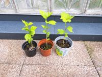 Hibiskus Garteneibisch bewurzelte Ableger winterhart Nordrhein-Westfalen - Hilden Vorschau