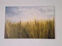 Großes Wandbld Ikea Wiese Gras 120 x 80 Nordrhein-Westfalen - Goch Vorschau