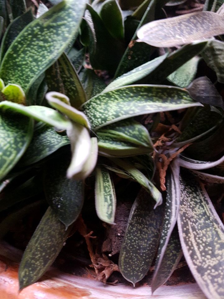 Gasteria, Hirschzunge, Sukkulente in Winnigstedt