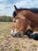 Reitbeteiligung (Pferd sucht Reiter) Nordrhein-Westfalen - Detmold Vorschau