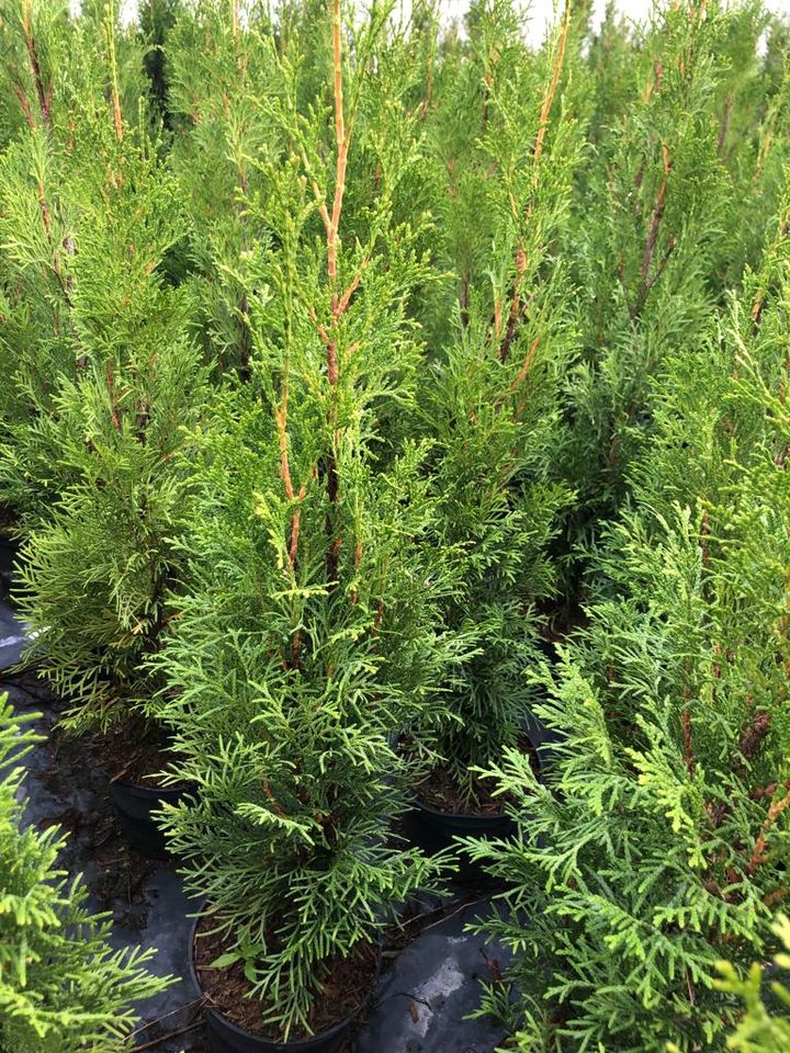 Sonderpreis Thuja Smaragd Lebensbaum 60-80 cm Hecke Thujen Thujas in Obersulm