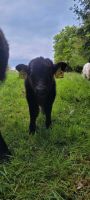 Miniature Highland Cattle Rind Bulle Niedersachsen - Wiesmoor Vorschau
