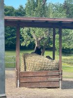 SUCHE gutes staubarmes Heu Schleswig-Holstein - Löptin Vorschau