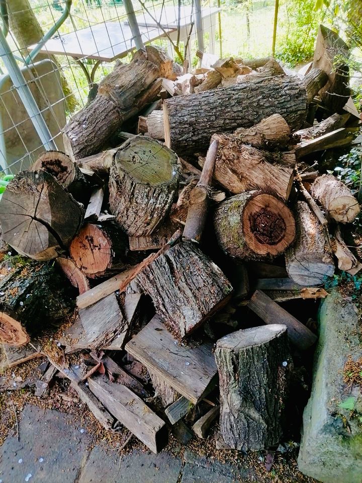 Große Menge Brennholz in Stuttgart