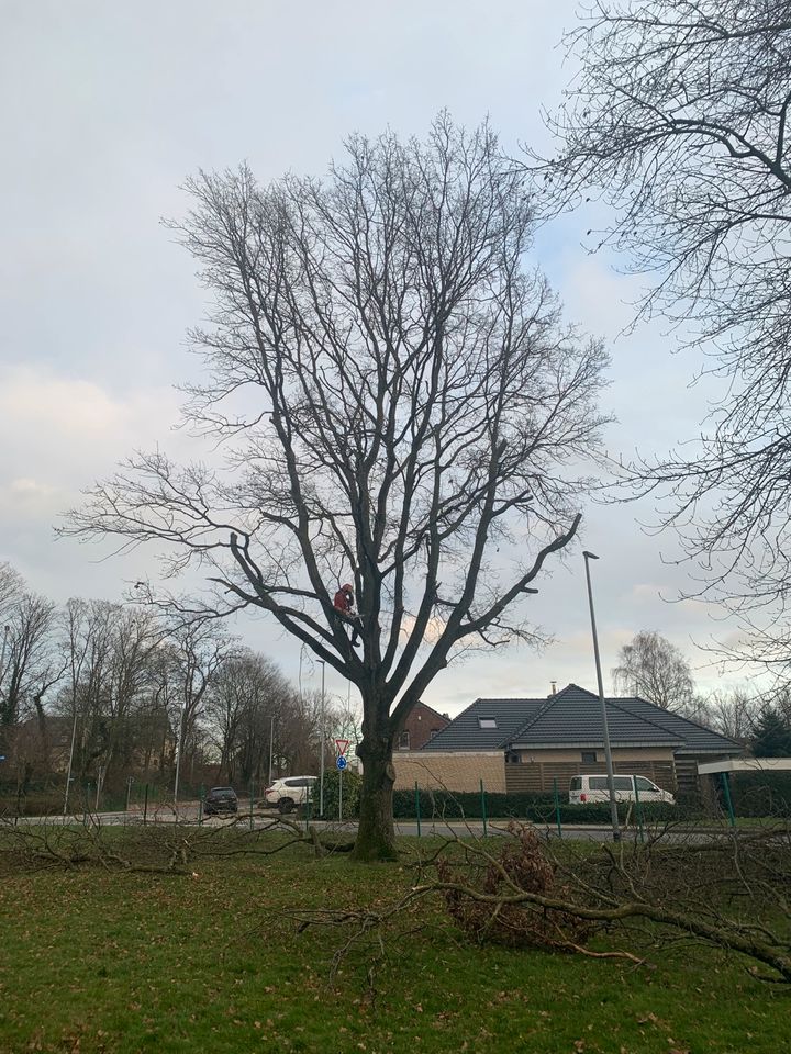 Bieten Baumfällungen, Baum fällen, rodung in Kalkar