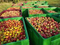 Lohntrocknung von Äpfeln, Gemüse, Zwiebel, Kräuter Bayern - Esselbach Vorschau