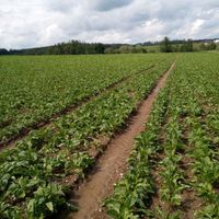 Landwirt sucht Ackerland zu pachten Bayern - Reisbach Vorschau