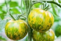 "Grüne Tomate" Pflanzen, Bio Hessen - Ulrichstein Vorschau