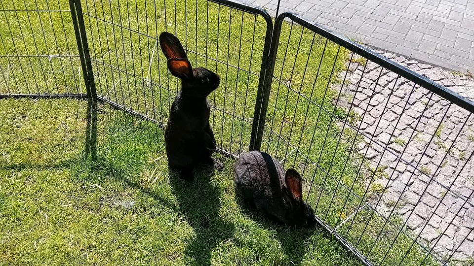 Kaninchen Deutsche Riesen 7 Böcke 4 Monate alt abzugeben in Neutrebbin