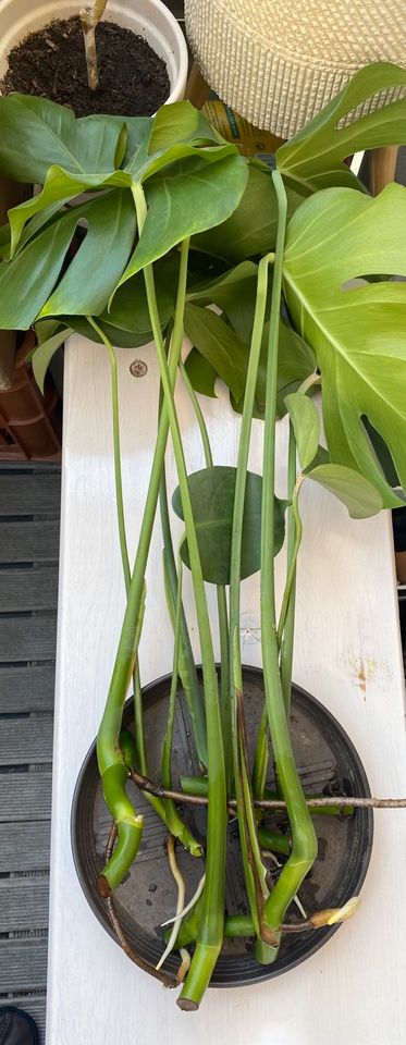 Monstera Deliciosa Ableger mit Wurzeln in Stuttgart