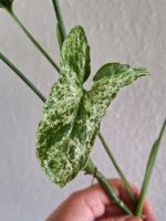 Syngonium Mottled ganze Pflanze Niedersachsen - Ronnenberg Vorschau