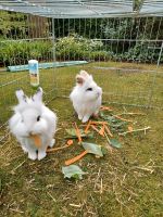 Zwei weiße Kaninchen Essen - Essen-Ruhrhalbinsel Vorschau