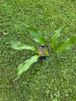 Lanzenfunkie, Hosta, Staude, Pflanze Niedersachsen - Zeven Vorschau