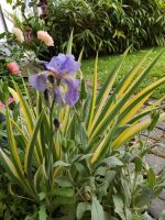 Hohe Schwertlilie varigiert lila Iris Bayern - Weitramsdorf Vorschau