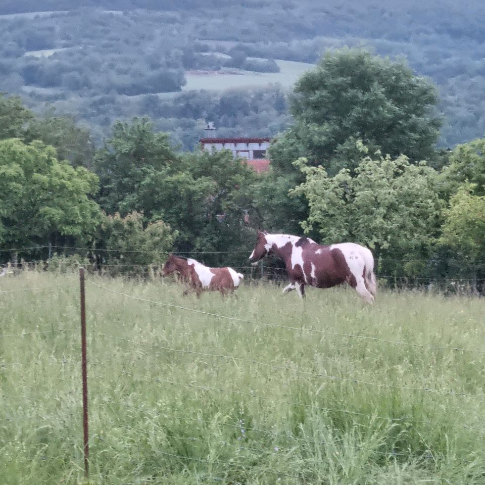 Platz für Stute mit Hengstfohlen 2024 Offenstall Koppel in Kleinblittersdorf