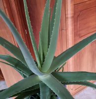 Zimmerpflanzen Aloe Vera 4 Jahre alt Baden-Württemberg - Ettenheim Vorschau