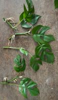 1,50€/Stk Ableger Mini Monstera Minima Rhaphidophora Steckling Nordrhein-Westfalen - Bergisch Gladbach Vorschau