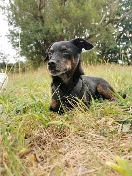 CURRITO Dackel Pinscher Mischling Rüde Tierschutz Hund in Sassenberg