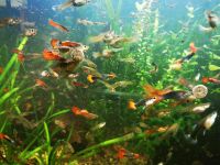 Guppy Hochzucht Endler Mosaik Red Cap Mix Bayern - Burgwindheim Vorschau