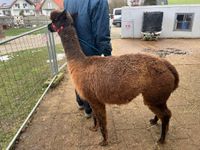 Alpaka Stute, Doreen,Zuchtstute mit Cria bei Fuß Bayern - Weißenburg in Bayern Vorschau