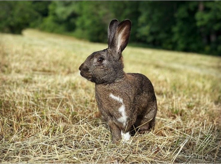 Hasenkaninchen-Mix Bock zu verkaufen in Wellendingen