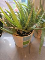 Aloe Vera Ableger Niedersachsen - Leezdorf Vorschau