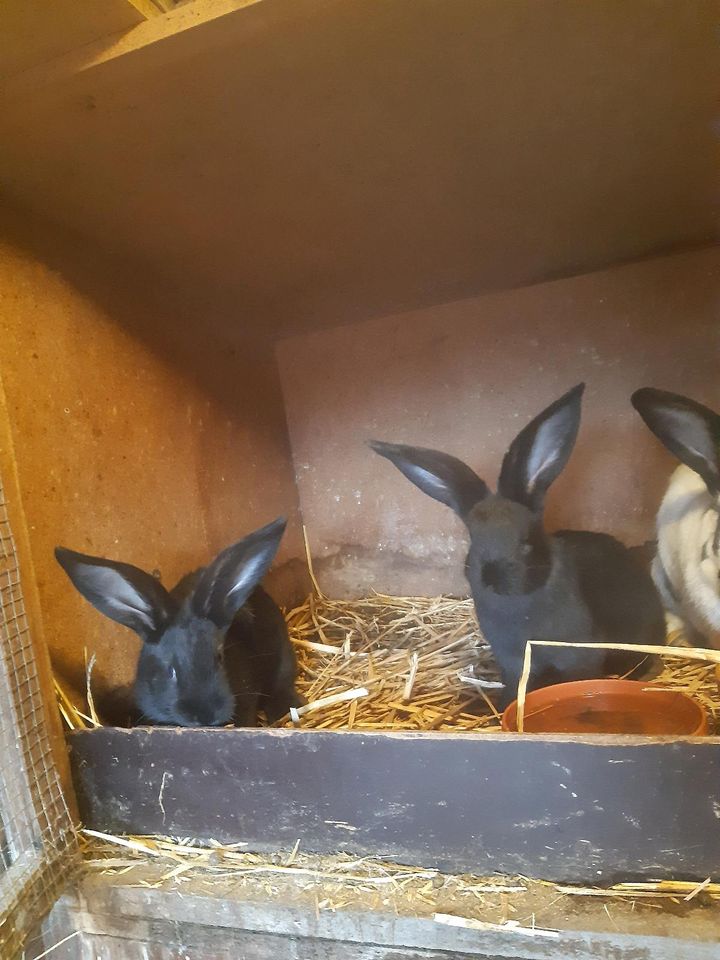 Deutsche Riesen Kaninchen Hasen in Göttingen