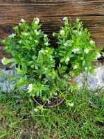 Waldmeister Pflanze Kräuter Sachsen - Neukirchen/Erzgeb Vorschau