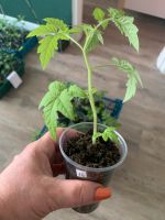 Vorgezogene Tomatenpflanzen 1,50 € Rostock - Evershagen Vorschau