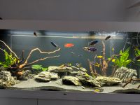 Juwel Rio 450l Aquarium weiß mit Zubehör 4 Monate alt Nordrhein-Westfalen - Hennef (Sieg) Vorschau