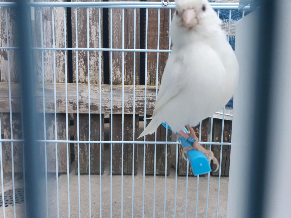 Kanarienvogel Weiß Rezessiv in Kiel