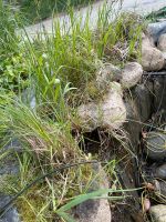 Diverse teichpflanzen Baden-Württemberg - Kämpfelbach Vorschau