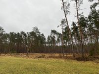 Wald- und Wiesengrundstück, Wertanlage Sachsen-Anhalt - Oranienbaum-Wörlitz Vorschau