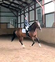 Reitunterricht Reitschule Reiten Pferde Velten Berlin Oranienburg Brandenburg - Velten Vorschau