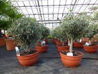 Olivenbaum Bonsai Formgehölz,Olive winterhart, 60/70Olea europaea Nordrhein-Westfalen - Goch Vorschau