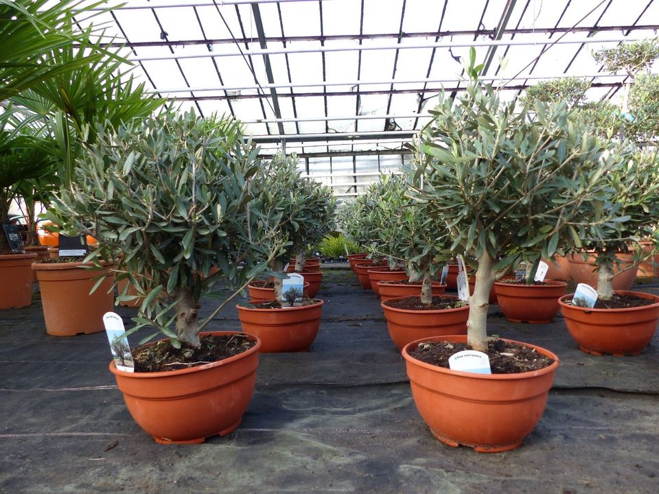 Olivenbaum Bonsai Formgehölz,Olive winterhart, 60/70Olea europaea in Goch