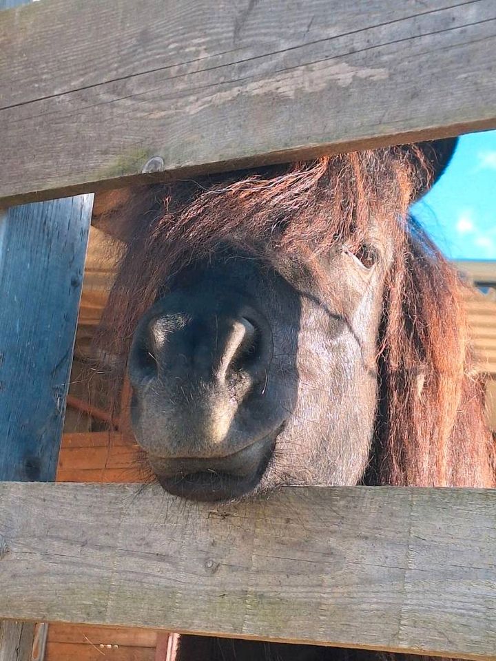 Pflegepony Pflegebeteiligung an Pony / Shetty Ponys suchen Mensch in Euskirchen