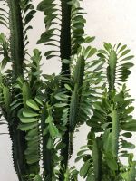 Kaktus euphorbia trigona Kakteen Düsseldorf - Bilk Vorschau