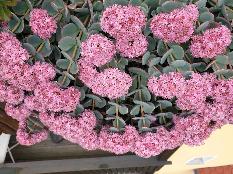 Pflanzen Sedum sieblodii Fetthenne Balkon bedingt winterhart in Leipzig