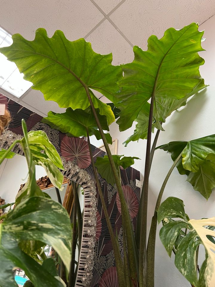 XL Alocasia Portodora in Hannover